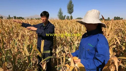农民秋收玉米实拍视频素材的图片1