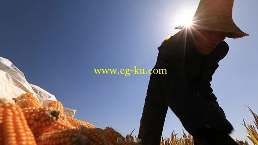 农民秋收玉米实拍视频素材的图片2
