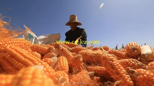 农民秋收玉米实拍视频素材的图片3