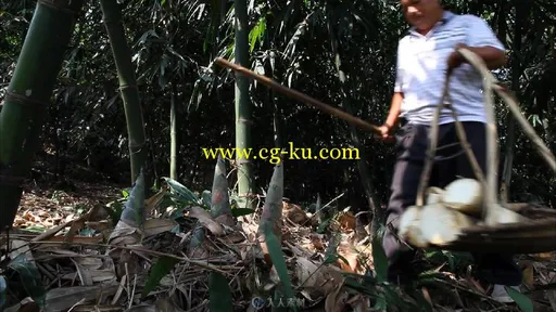 农民竹地砍竹笋视频素材的图片1