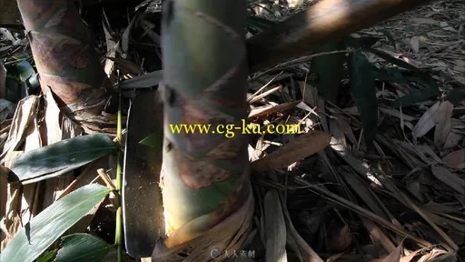 农民竹地砍竹笋视频素材的图片2