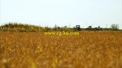 农民在田地收割水稻视频素材的图片1