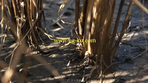 农民在田地收割水稻视频素材的图片2