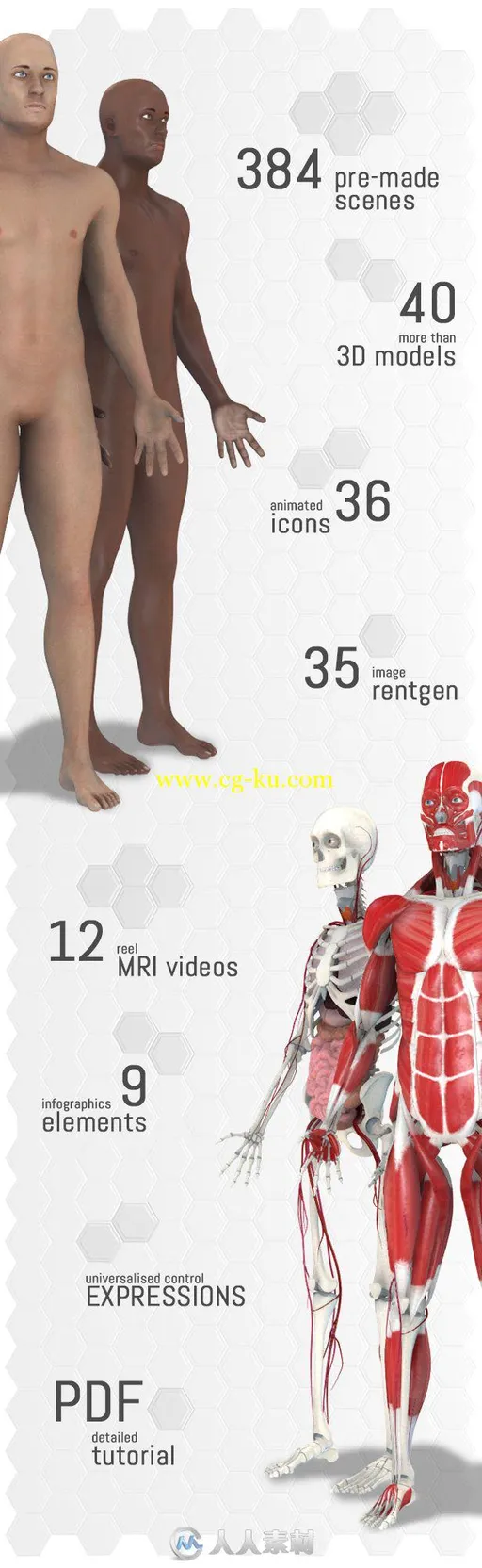 现代人体解剖学纪录片电视栏目AE模板 Videohive Human Body Anatomy 18254375的图片1