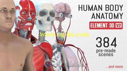 现代人体解剖学纪录片电视栏目AE模板 Videohive Human Body Anatomy 18254375的图片2