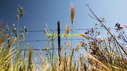 农田杂草随风飘曳视频素材的图片1