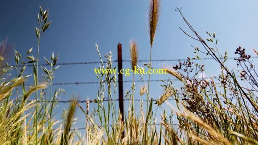 农田杂草随风飘曳视频素材的图片2