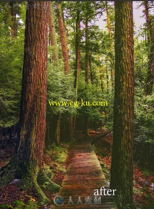 10款令人惊叹的朦胧雾气森林景观摄影Lightroom预设的图片1