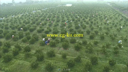 农民采摘茶柑橘场景特写视频素材的图片1