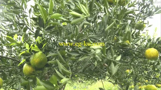 农民采摘茶柑橘场景特写视频素材的图片2