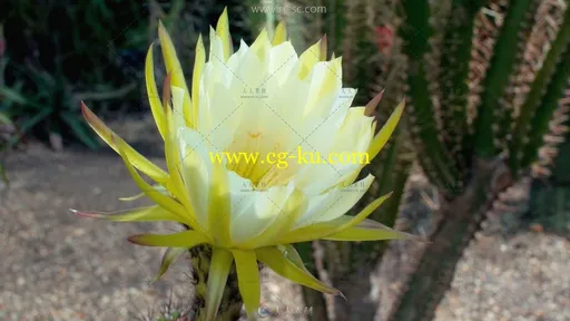 3组鲜花快速凋零特写镜头高清实拍视频素材的图片1