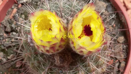 3组鲜花快速凋零特写镜头高清实拍视频素材的图片3