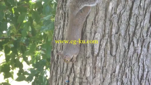 可爱的松鼠倒挂在树上啃咬坚果的特写镜头视频素材的图片1