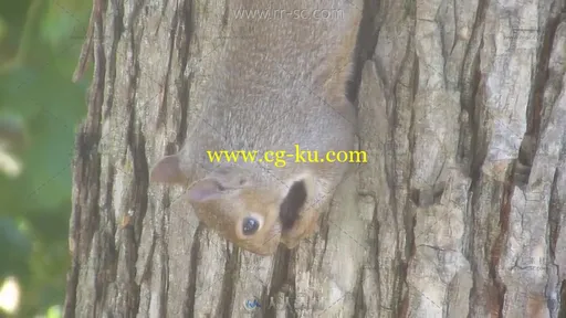 可爱的松鼠倒挂在树上啃咬坚果的特写镜头视频素材的图片2