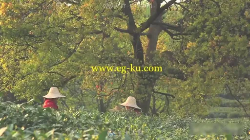 农妇在茶田忙碌采摘茶叶场景实拍视频素材的图片1