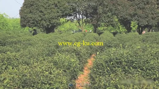 农妇在茶田忙碌采摘茶叶场景实拍视频素材的图片2