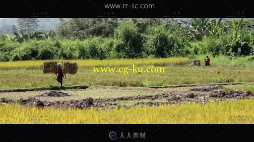 农民田里喷药锄地收割稻谷场景高清实拍视频素材的图片1