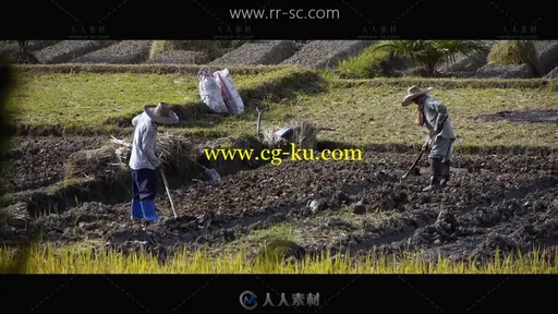 农民田里喷药锄地收割稻谷场景高清实拍视频素材的图片2