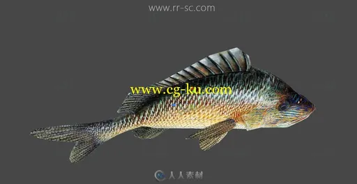 22款海洋鱼类带骨骼带动画3D模型的图片3
