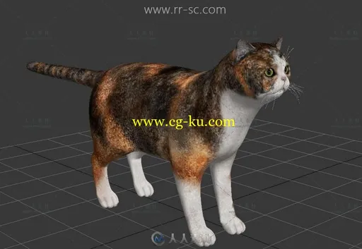 可爱的短毛小猫3D模型的图片1