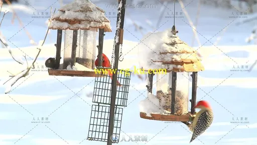 冬天鸟儿喂食器上小鸟进食高清实拍视频素材的图片2