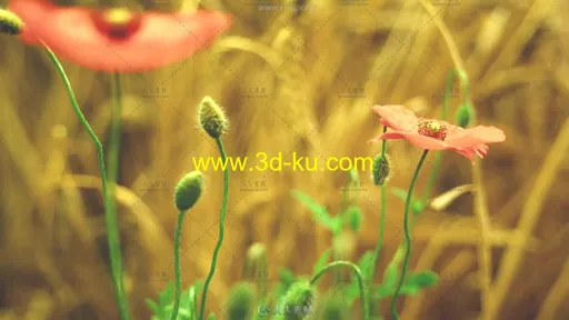 鲜花生长开花过程延时高清实拍视频素材的图片2