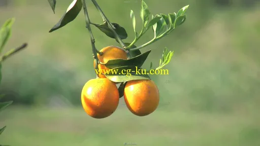阳光照射金黄橘子摇摆果树实拍视频素材的图片1