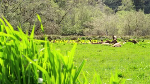草原麋鹿群草地休息远距离高清实拍视频素材的图片1