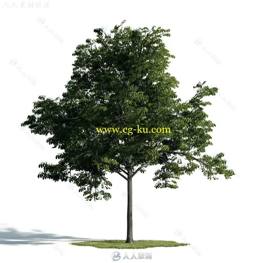 54组高质量树木植物3D模型合辑 EVERMOTION ARCHMODELS VOL.171的图片1