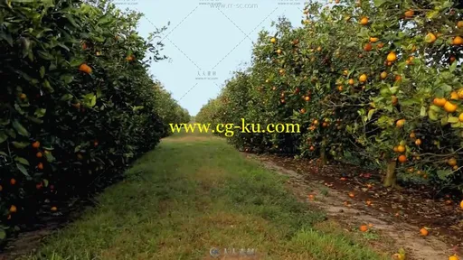 鲜橙种植果园黄金果肉高清实拍宣传片视频素材的图片2