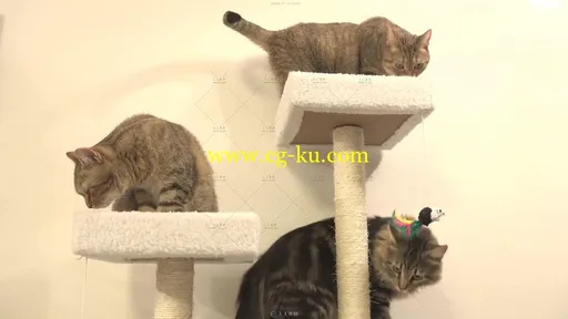 可爱小猫收养所玩耍睡觉吃猫粮动物生活高清实拍视频素材的图片1
