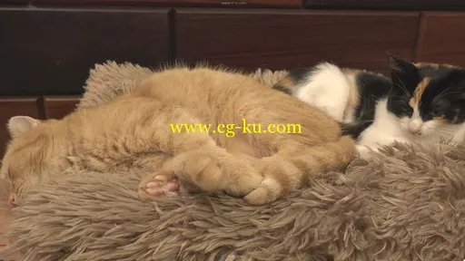 可爱小猫收养所玩耍睡觉吃猫粮动物生活高清实拍视频素材的图片2