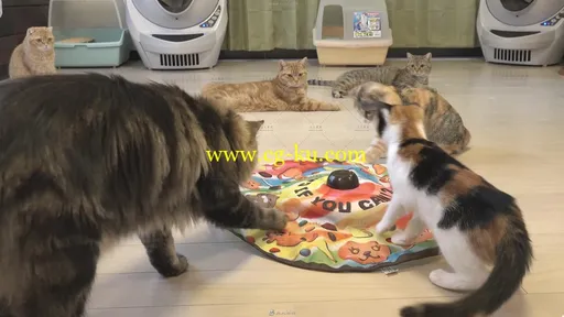 可爱小猫收养所玩耍睡觉吃猫粮动物生活高清实拍视频素材的图片3