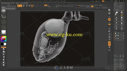 Zbrush真实昆虫实例制作大师级视频教程的图片4