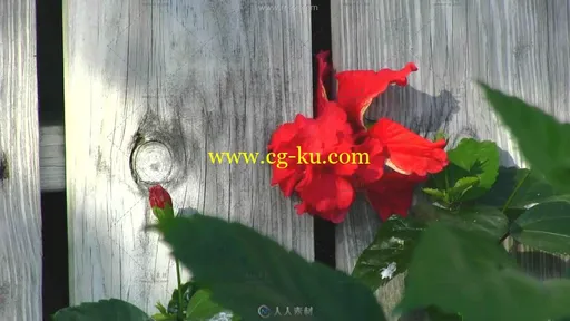 栅栏边开放的红色花朵摇曳高清实拍视频素材的图片1