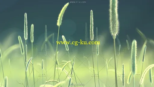 清新狗尾草LED背景视频素材的图片1