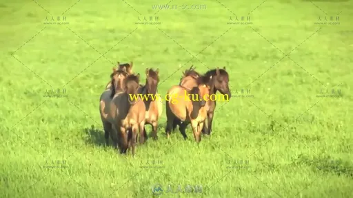 奔腾的骏马高清实拍视频素材的图片2