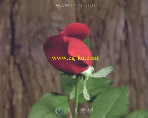 59段各种花开过程高清实拍视频素材的图片1