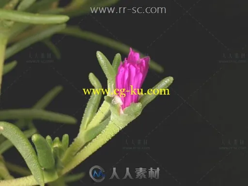 59段各种花开过程高清实拍视频素材的图片4