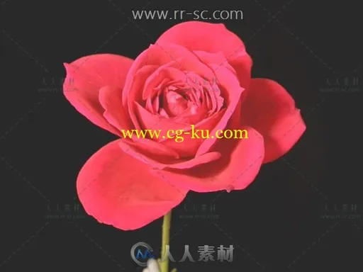 59段各种花开过程高清实拍视频素材的图片5