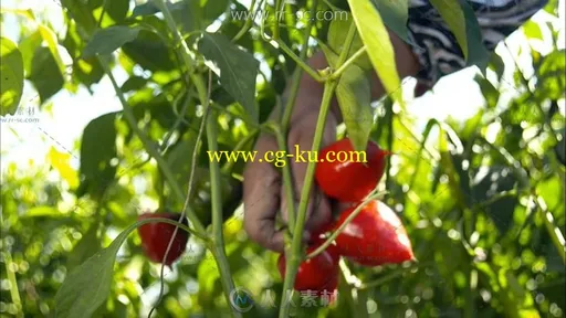掰玉米摘辣椒农家菜园高清实拍视频素材的图片1