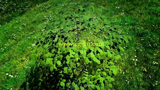 3D小树快速生长草原蓝天高清视频素材的图片2