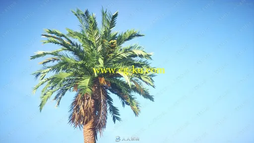 360种精细树木植物3D模型合集的图片1