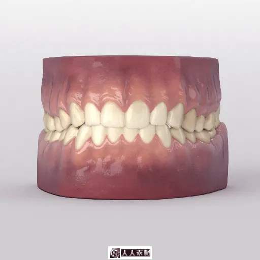写实仿真的牙齿医学贴图3D模型的图片3