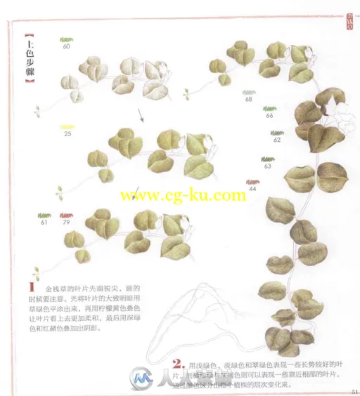 8种药用植物的色铅笔图绘书籍杂志的图片3