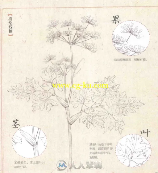8种药用植物的色铅笔图绘书籍杂志的图片4