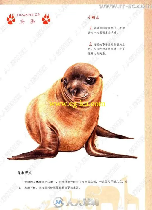 40种动物铅笔细致彩绘书籍杂志的图片2