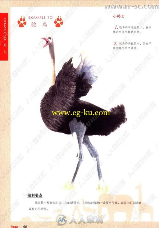 40种动物铅笔细致彩绘书籍杂志的图片3
