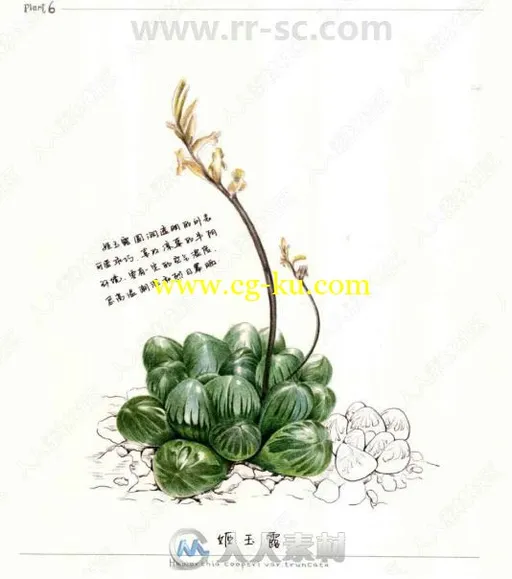 38种多肉植物色铅笔图绘书籍杂志的图片2