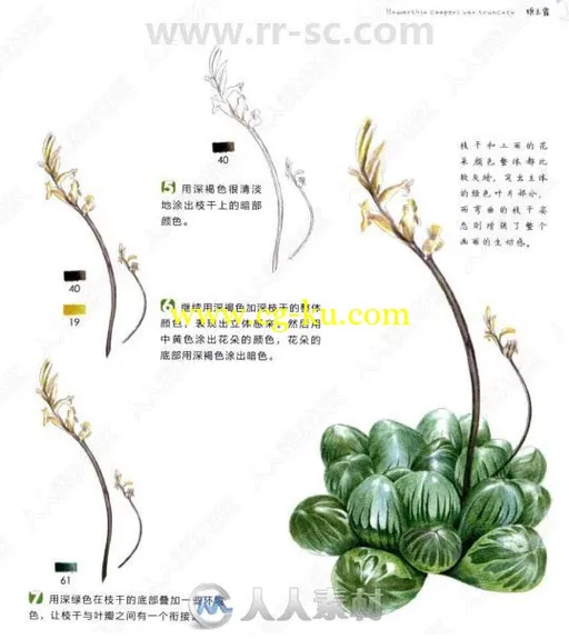38种多肉植物色铅笔图绘书籍杂志的图片3